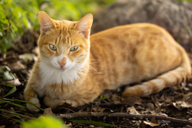 istock portrait of a cute cat 1346298412