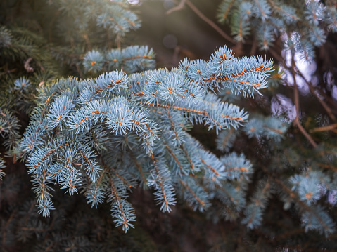 Branches of blue spruce with needles in the sunset light. Fir branch in the rays of the sun. The blue spruce, Colorado spruce, or Colorado blue spruce, with the Latin name Picea pungens.