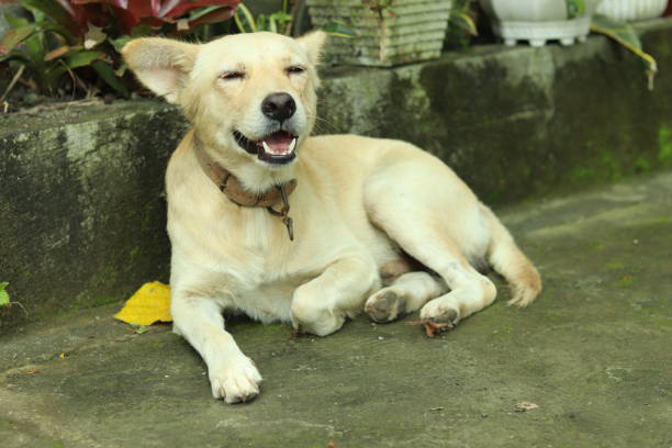 istock Aspin Dog smiling and sleepy 1346298512