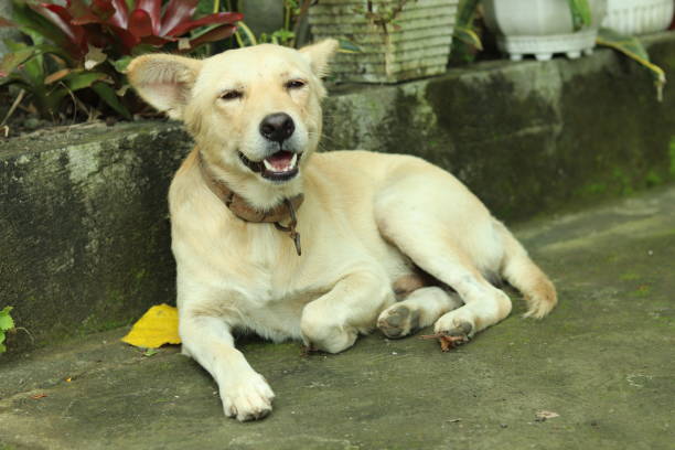istock Filipino Dog 1346298535