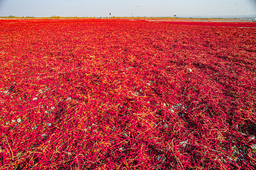 Red sun dried peppers in drying field