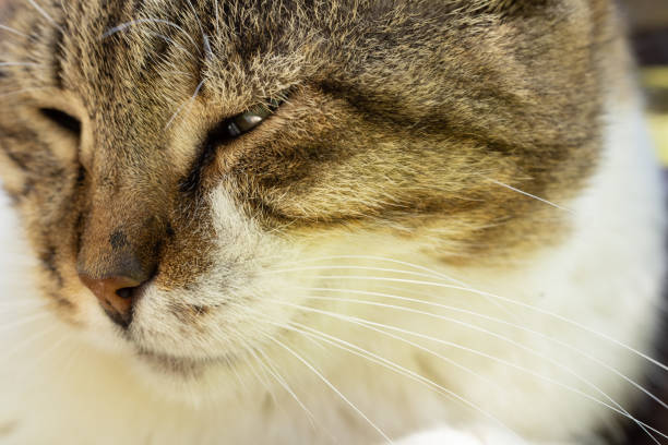 portrait of a cute cat