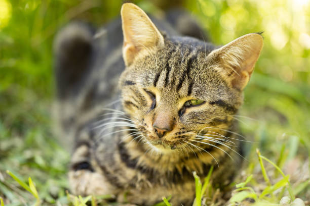 istock portrait of a cute cat 1346299737