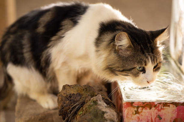 istock portrait of a cute cat 1346299744