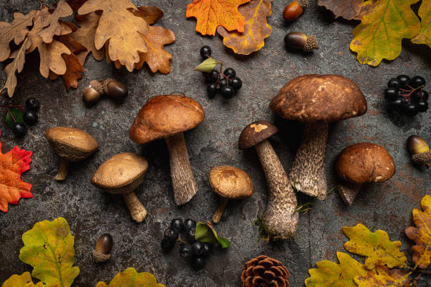 istock Boletus mushrooms with leaves 1346299825
