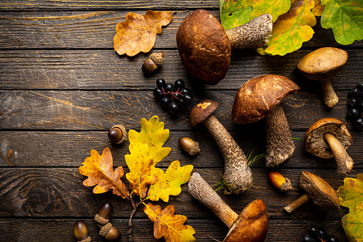Boletus mushrooms with autumn oak leaves over wooden background. Top view autumn background