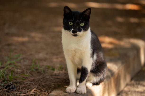 istock portrait of a cute cat 1346301218