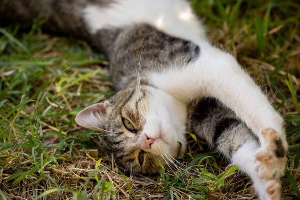 istock portrait of a cute cat 1346301219