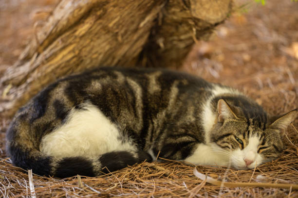 A Domestic striped cat resting in a bed of hay
