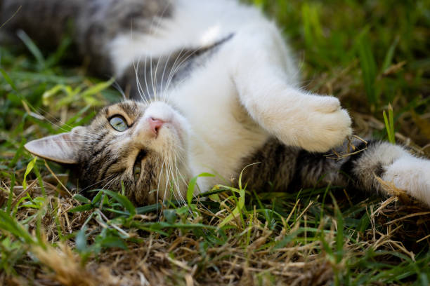 istock portrait of a cute cat 1346302097