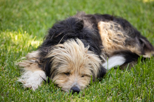 Small hairy mixed breed dog lying in the green grass by the tree in public park with tongue sticking out