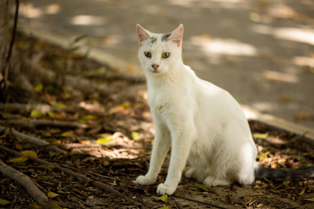istock portrait of a cute cat 1346302264