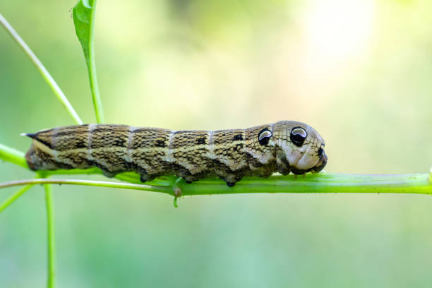 istock large caterpillars of Deilephila elpenor 1346302826