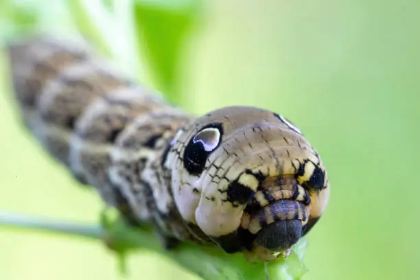Photo of large caterpillars of Deilephila elpenor