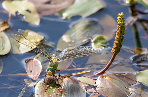 green Emperor Dragonfly (Anax imperator) on pond, Czech Republic Europe wildlife