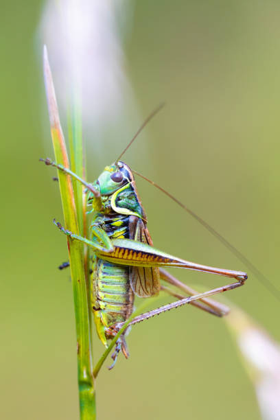 istock nsect Roesel's Bush-cricket on a green grass leaf 1346302839