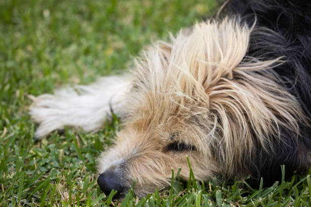 portrait of a cute dog
