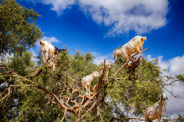 istock Goats graze in an argan tree on the way to Essaouira, Morocco 1346303018