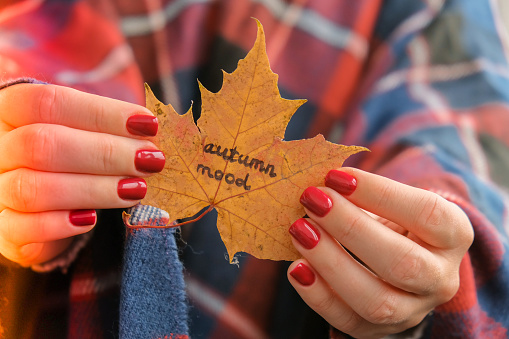 Stylish red female nails. Fall leaf with text AUTUMN MOOD in hands. Modern Beautiful manicure. Autumn winter nail design concept of beauty treatment. Gel nails. Skin care. Wellness. Trendy colors.