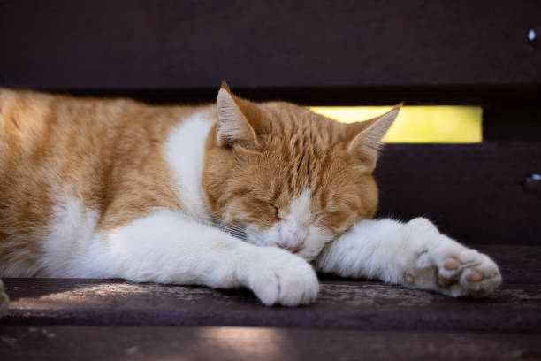 istock portrait of a cute cat 1346304027