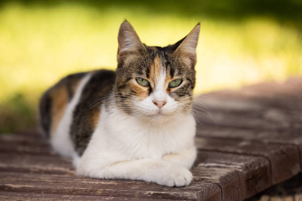 istock portrait of a cute cat 1346304322