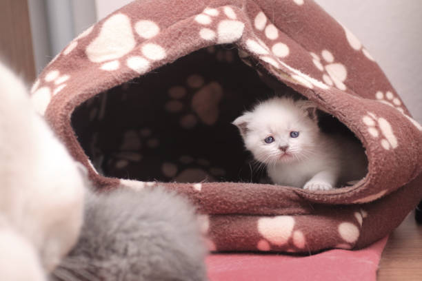 istock Cute white Scotish fold kitten  looks out from  cat nest 1346304950