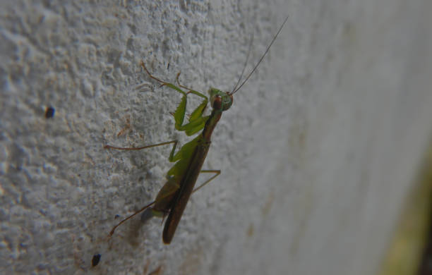 istock Amantis praying mantis sitting on the wall 1346304988