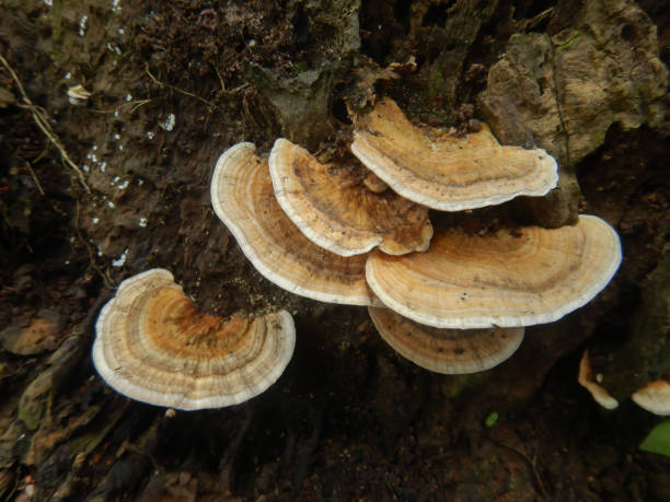 istock Turkey tail mushrooms growing on a decomposing coconut tree 1346305016