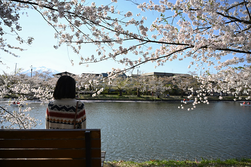 Rear View of a Young Asian Woman Sitting on a Bench Under Full Blooming Sakura / Cherry Tree Against Clear Blue Sky.