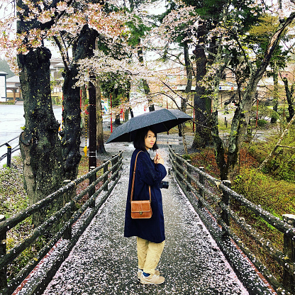 Young Asian Cheerful Woman Holding an Umbrella & Looking Back Against Full Blooming Sakura / Cherry Tree.