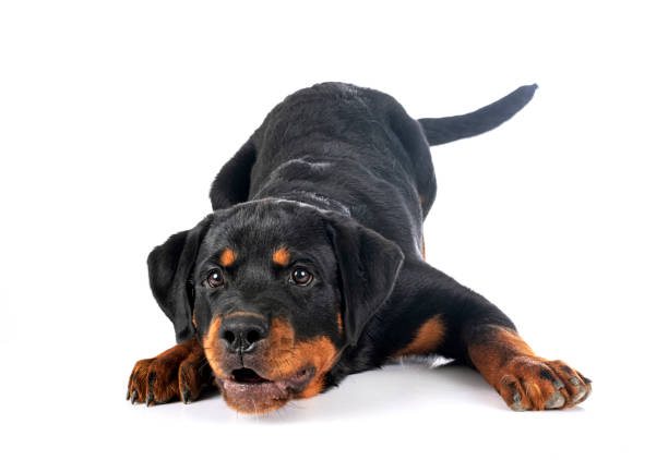 istock puppy rottweiler 1346306066