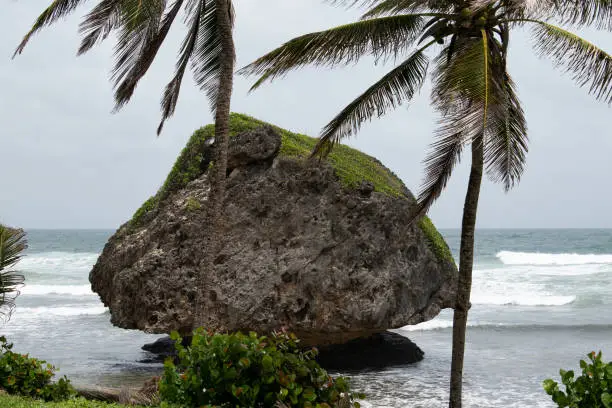 A large rock formation found in the ocean at Bathsheba Beach in Barbados. Palm trees can be seen blowing in the wind as waves roll in.