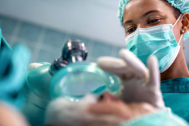 Anesthesiologist doctor anesthetized a surgical patient in hospital. stock photo