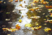 Autumn deciding on wet asphalt