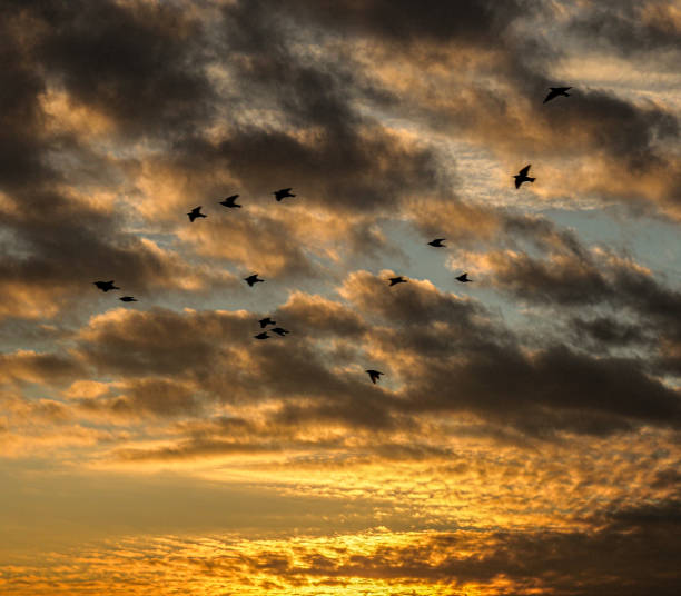 istock Black birds in the bright evening sky 1346310186