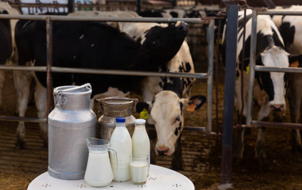 istock Milk, dairy products on table in cowshed 1346311169