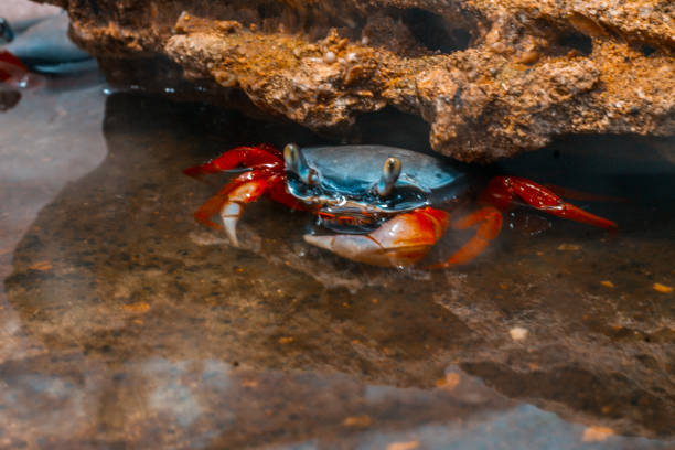 rainbow crab a real live rainbow crab in an aquarium in the water near a stone grotto rainbow crab stock pictures, royalty-free photos & images