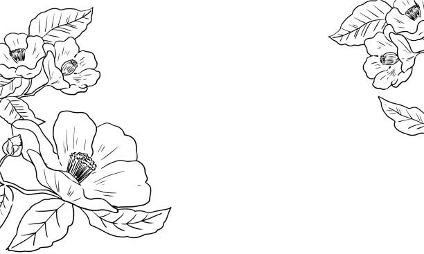 Simple Line Drawing Camellia Background Illustration Stock Illustration -  Download Image Now - iStock