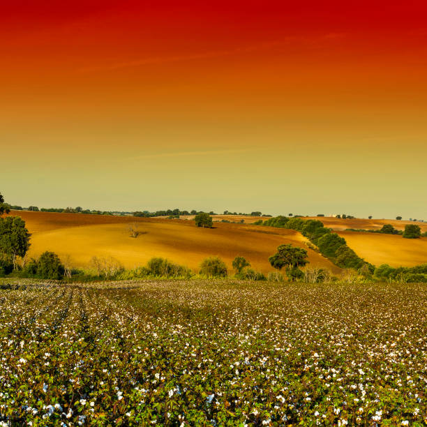 campo de algodón en luz misteriosa - cotton photography cloud plantation fotografías e imágenes de stock