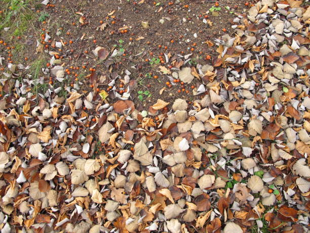 istock Soil ground under a whitebeam tree and other trees in late autumn 1346313346