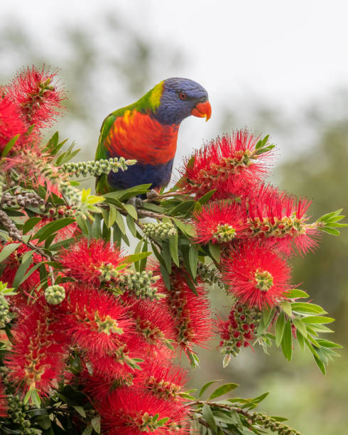 istock Rainbow Lorikeet and the bottlebrush flowers 1346314377