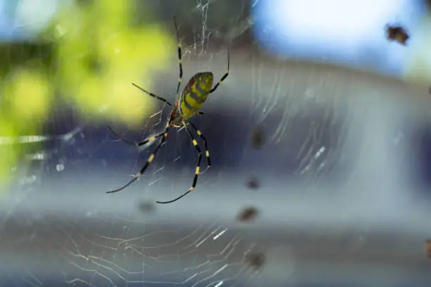 large wasp spider sits on a web on a green background. Argiope Bruennichi, or lat spider wasp. Argiope bruennichi eating his victim, a species of araneomorph spider. macro, black-yellow male spider.