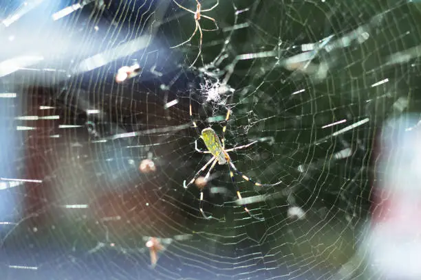 large wasp spider sits on a web on a green background. Argiope Bruennichi, or lat spider wasp. Argiope bruennichi eating his victim, a species of araneomorph spider. macro, black-yellow male spider.