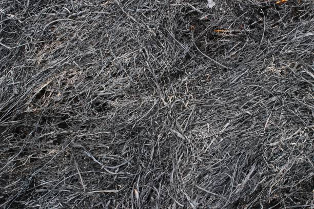 istock The blurred black grass texture and background 1346315695