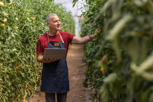istock Agricultural researcher using a laptop computer in a greenhouse environment 1346315802