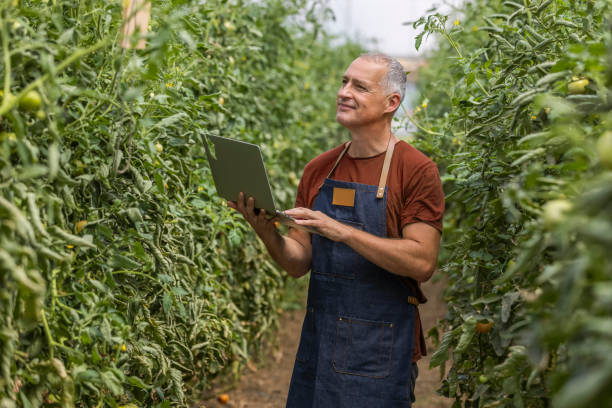 There's always some research to be done in this field Farmer using laptop computer to conduct research in a greenhouse sustainable business stock pictures, royalty-free photos & images