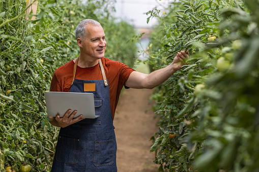 Mature farmer using laptop in greenhouse.