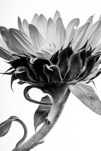 Close-up of Beautiful Sunflower Flower.
