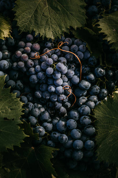 fundo da uva vermelha - red grape grape fruit sweet food - fotografias e filmes do acervo