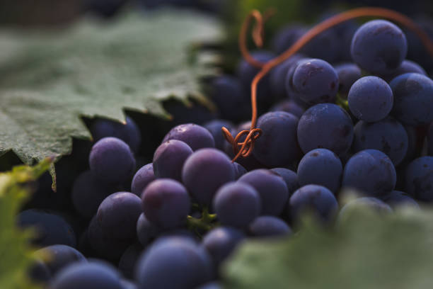 fundo da uva vermelha - red grape grape fruit sweet food - fotografias e filmes do acervo